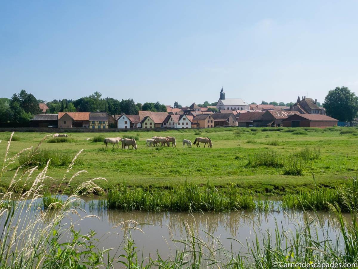 빈첸하임 Coeur D'Alsace Colmar Vignobles Ouest Avec Terrasses 빌라 외부 사진