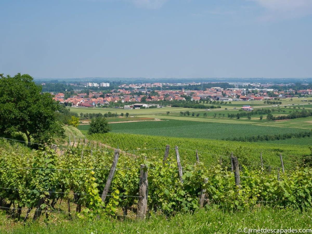 빈첸하임 Coeur D'Alsace Colmar Vignobles Ouest Avec Terrasses 빌라 외부 사진